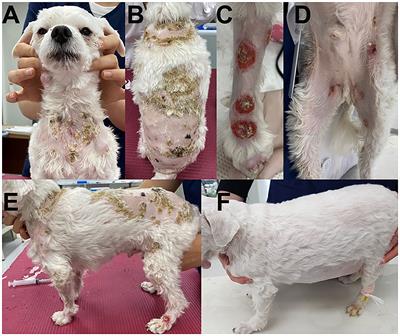 Types of store dermatitis in dogs